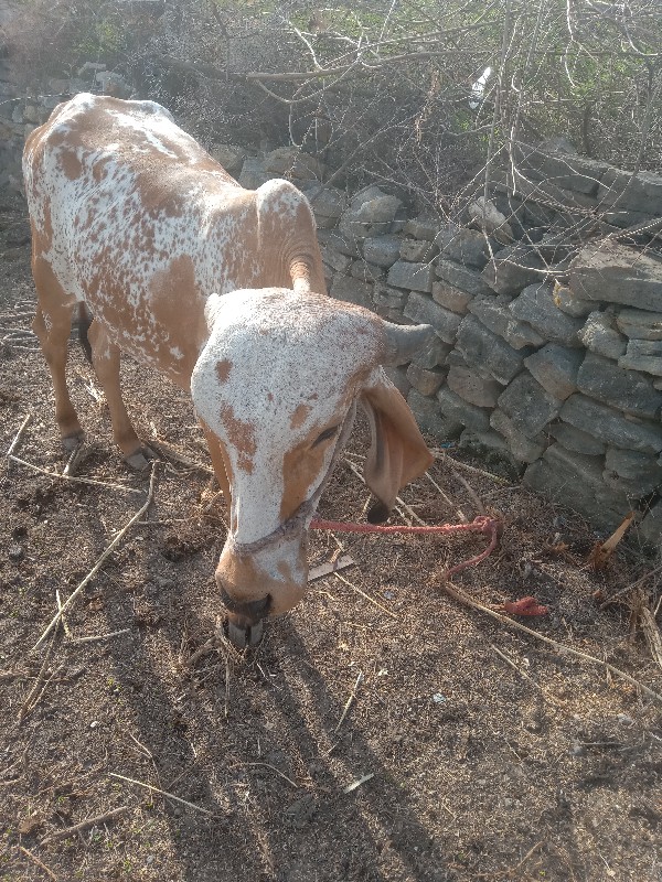 ગાય વેચવાની છે