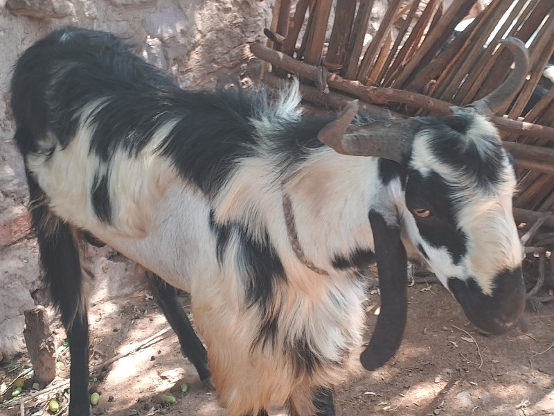 Bakra vachvanu...