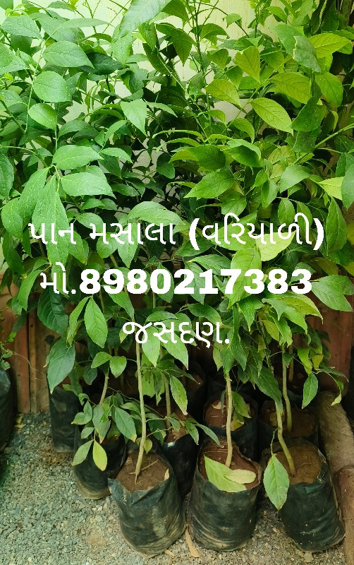 ટોટલ બાગાયતી રો...