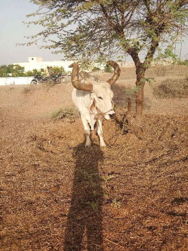 બળદ વેચવાના છે