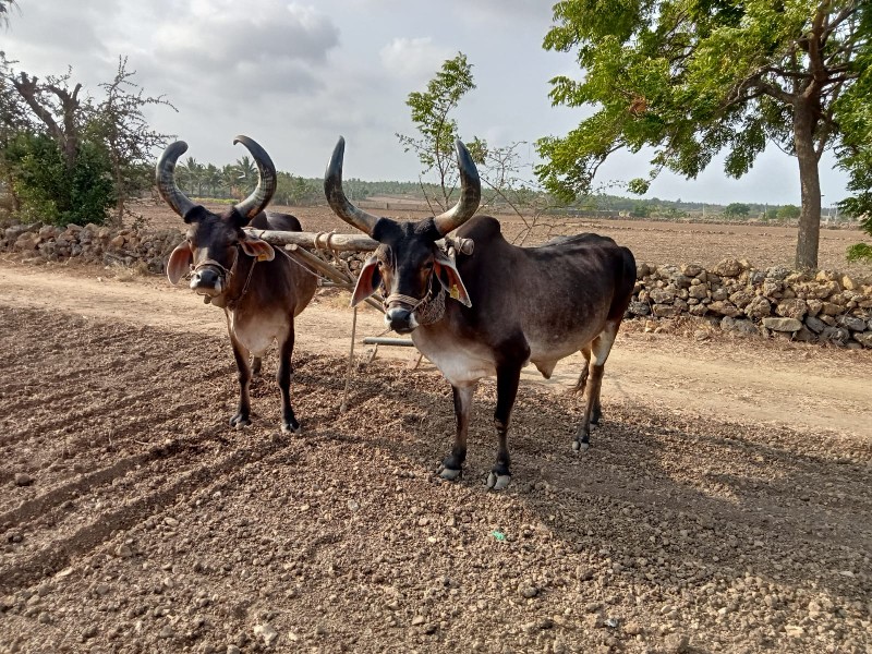 બળદ વેચવાના છે