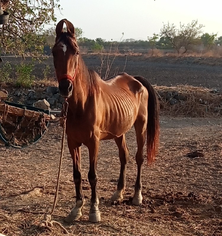 ઘોડી વેસવાની છે