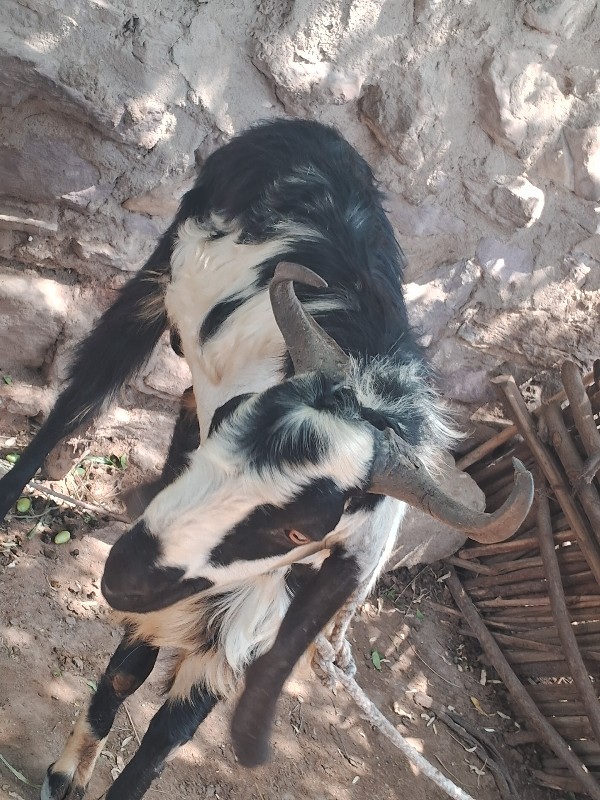 Bakra vachvanu...