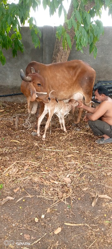 ગાય વેચવાની છે