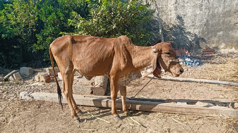 હોડકી વેંચવા ની...