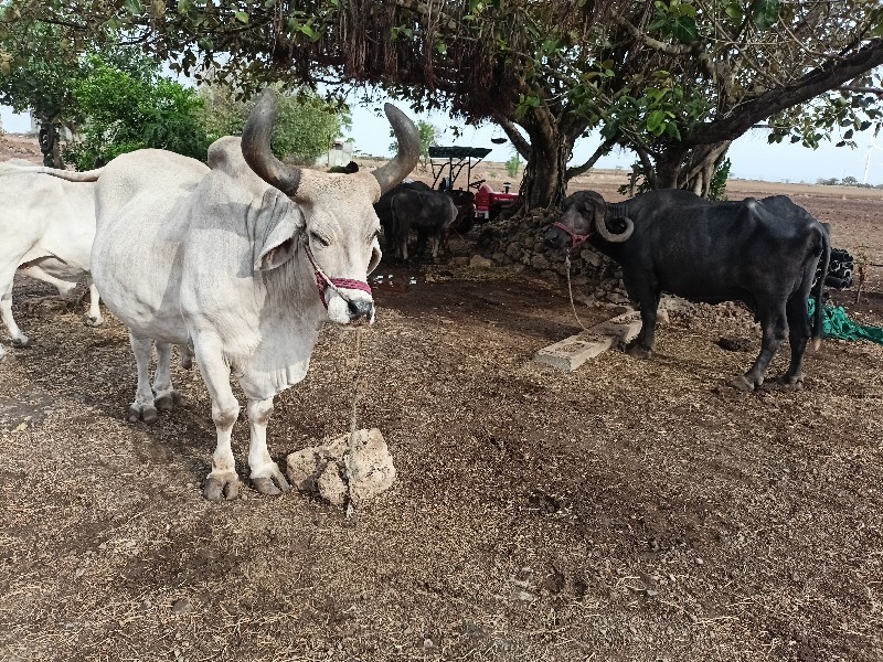 બળદ વેસવાનોસે