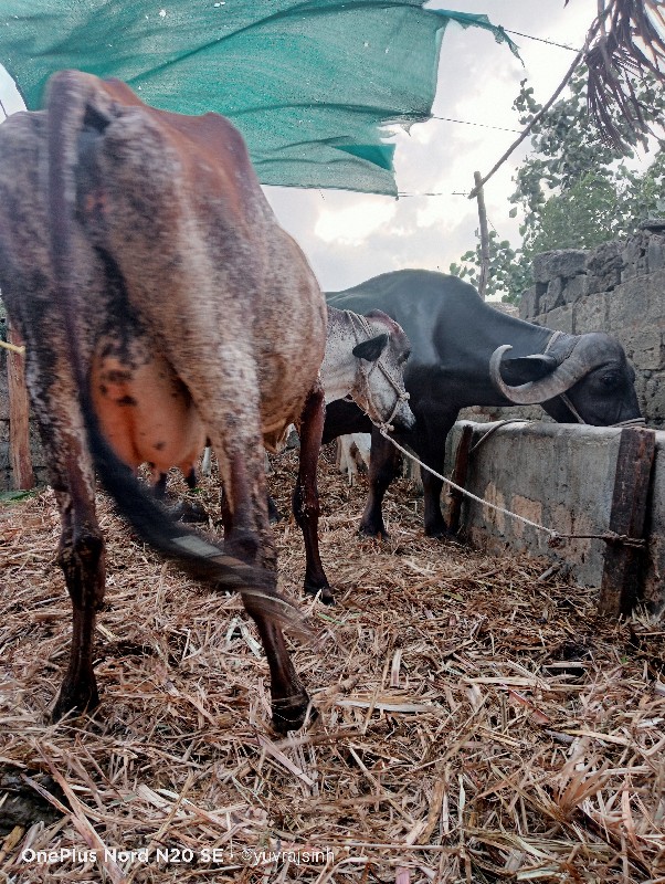 2 hf ગાય