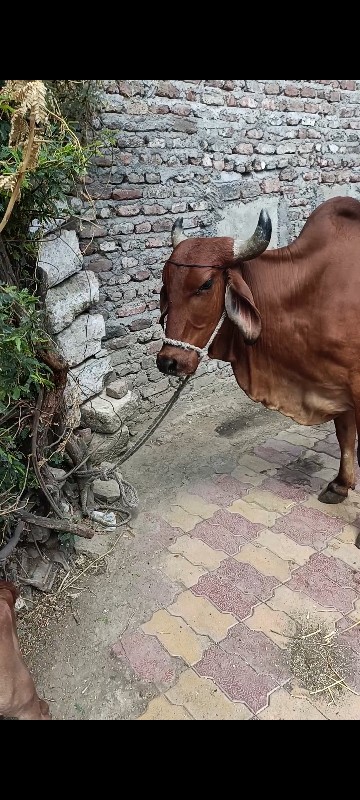 પેલું વેતર હોડક...