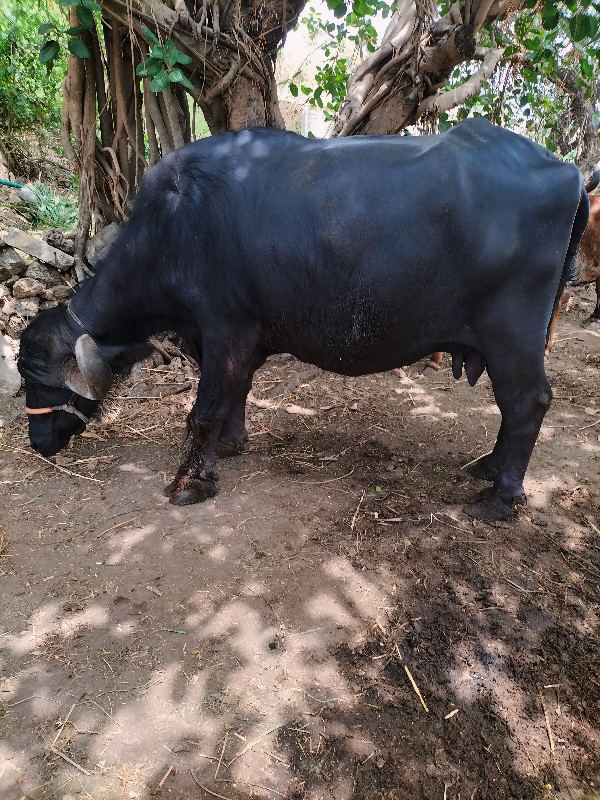 જાફરાબાદી ભેંસ...