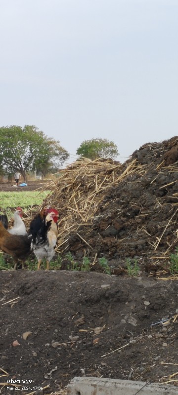 મુરઘા મુર્ગી વે...