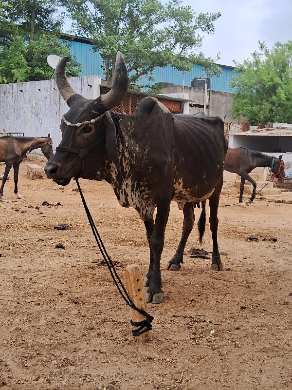 ગાય વેચવાની છે