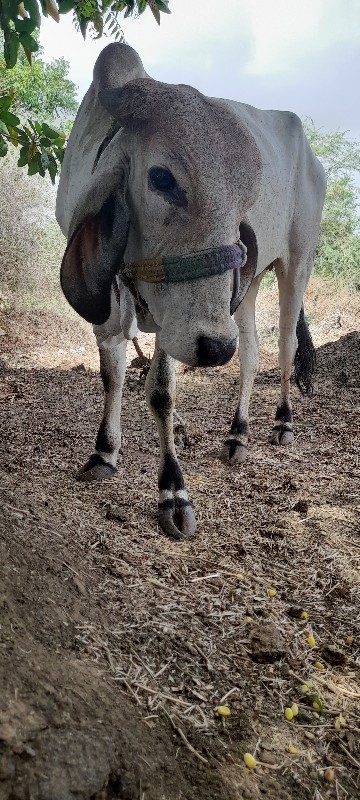 વાસડી