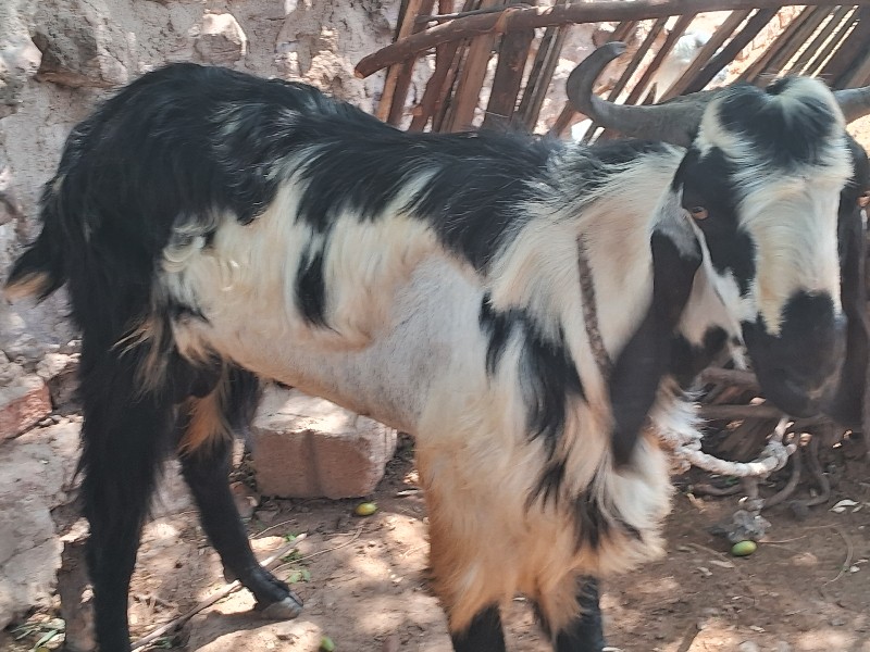 Bakra vachvanu...