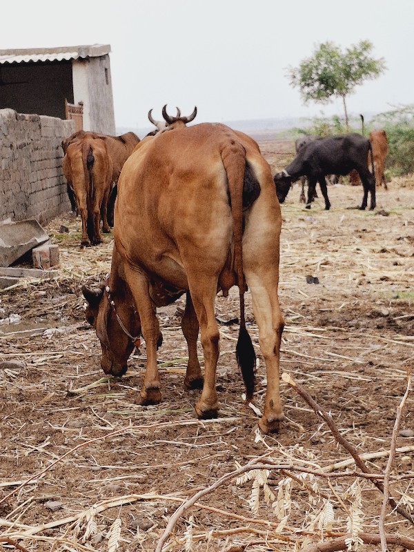 ગાય