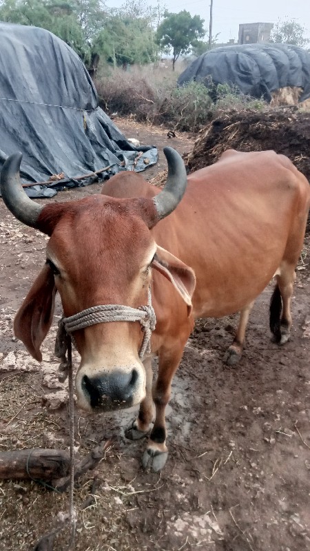 ગાય વેચવાની છે