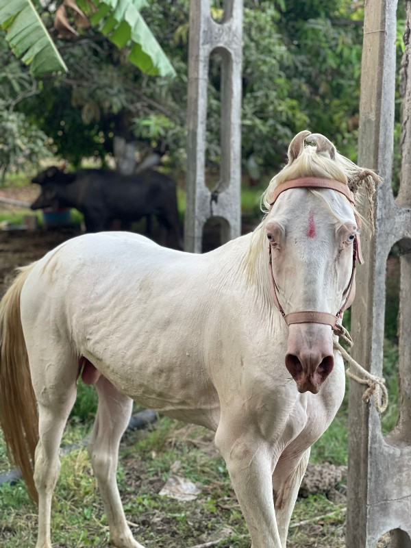 ઘર સામાન