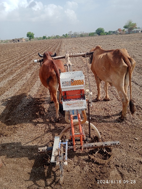 3 બળદ વેચવા