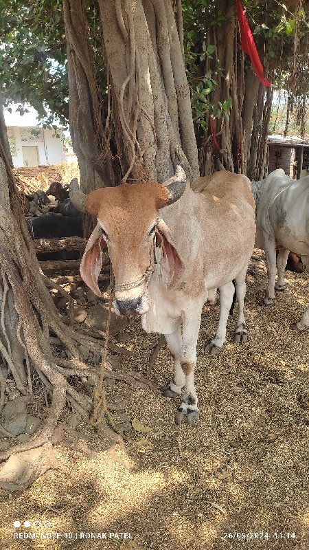 વાછડા વેચવાના છ...