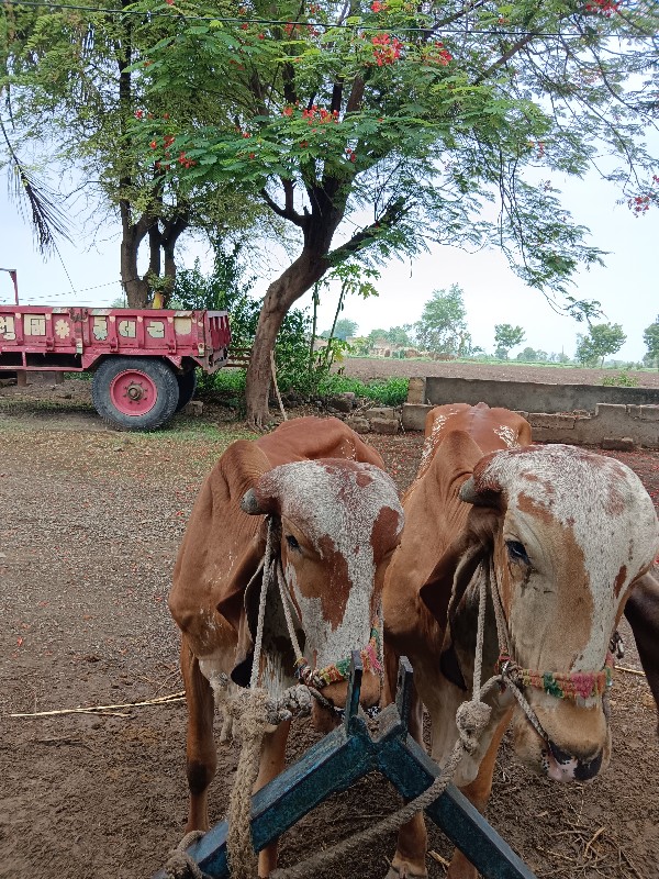 ગોઢલા વેચવાના છ...