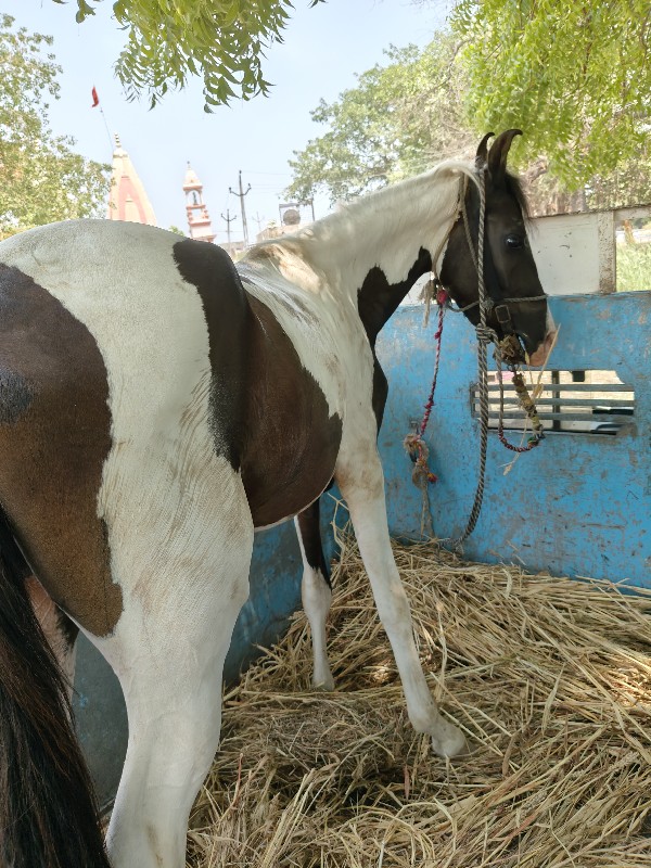 સાટા માં ભૅસ લે...