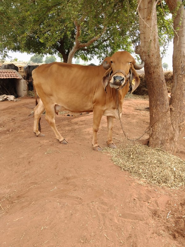 ગાય