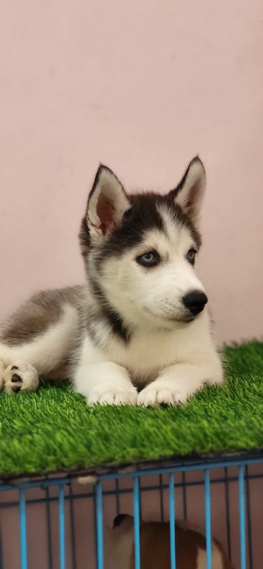 husky female