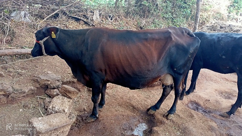 એસબગાય વેચવાની...