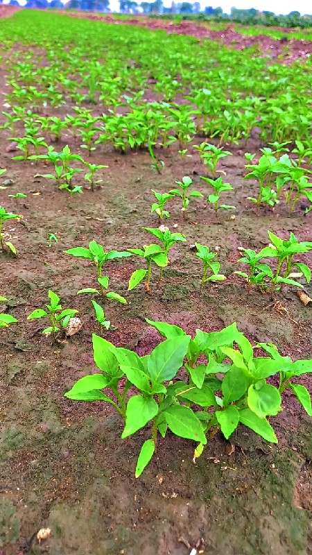 સાનિયા મરચી નો...