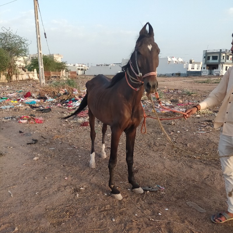 ઘોડી વેચવાની છે