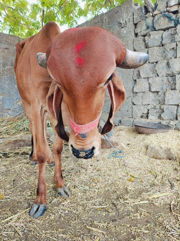 ગીર હોડકી 3.2 વ...