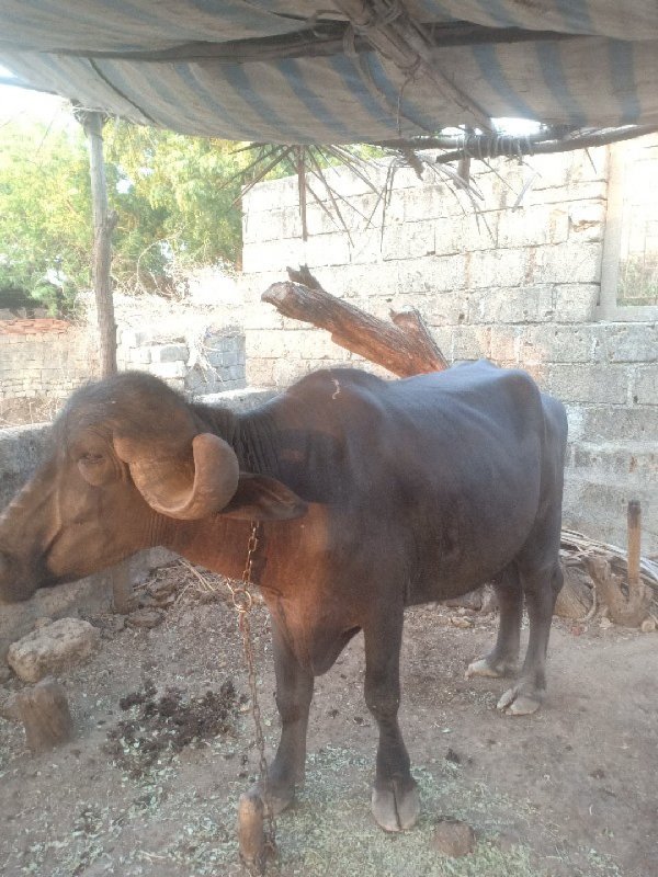 ખડેલી વેચવાની છ...