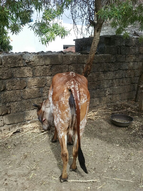 ગાય વેચવાની છે