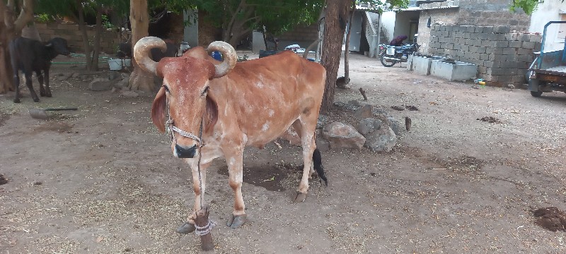 બડદ વેચવાના છે