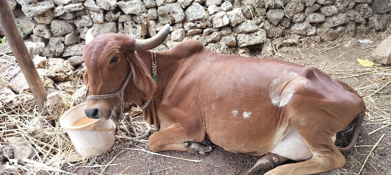 ગીર ગાય વેચવાની...