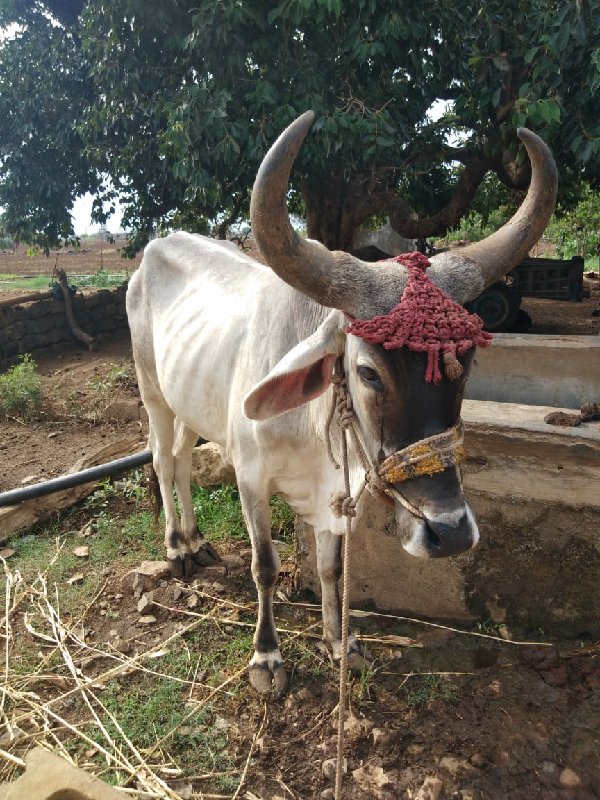 બળદ વેચવાના છે