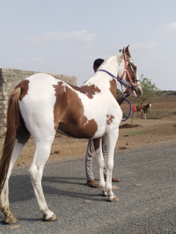 વેચવાની છે