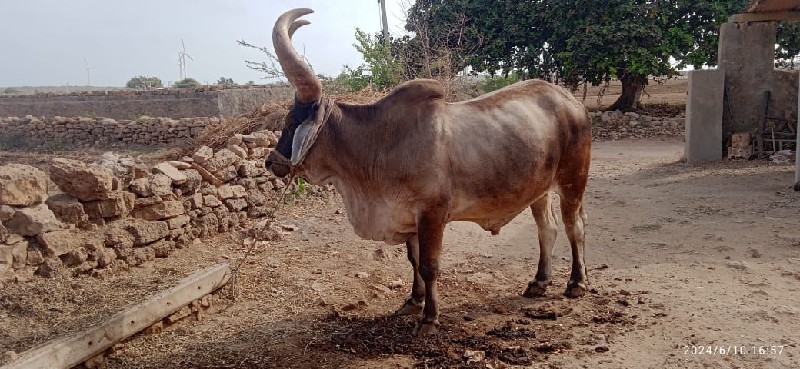 બળદ વેચવાનો છે