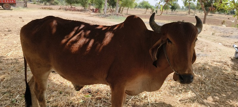 બળદ વેચવાના છે