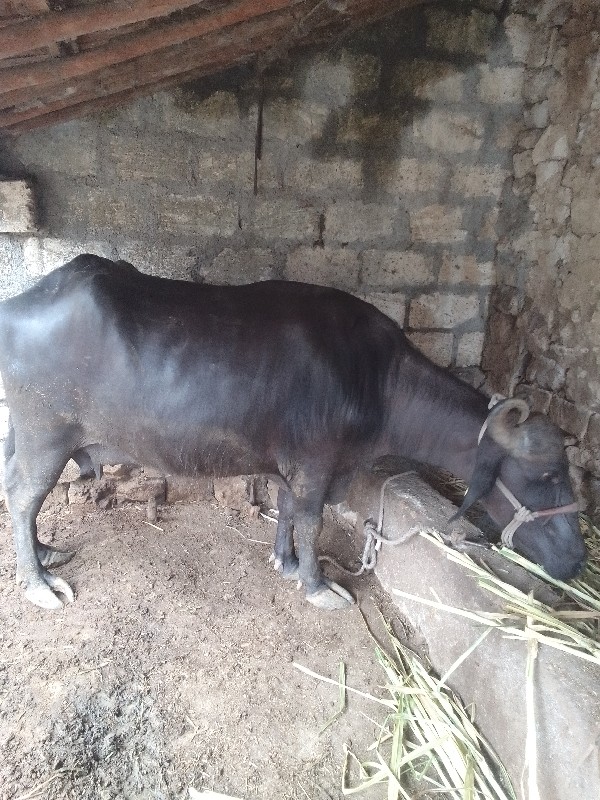 ભે‌સ‌‌.વેસવાની....