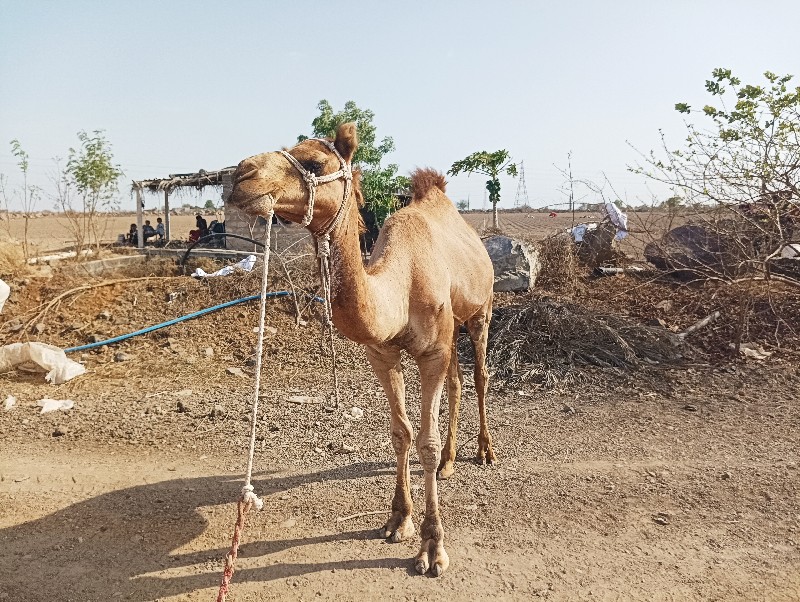 ઊટ વેચવાનું છે