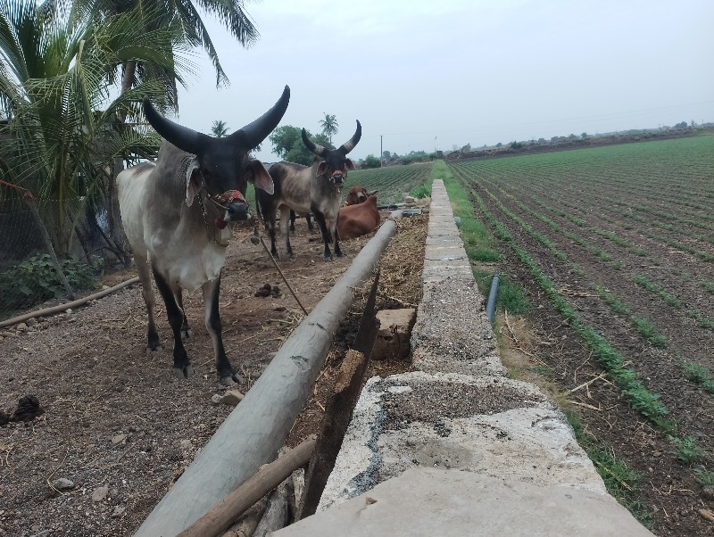 ગોઢલા વેચવાના છ...