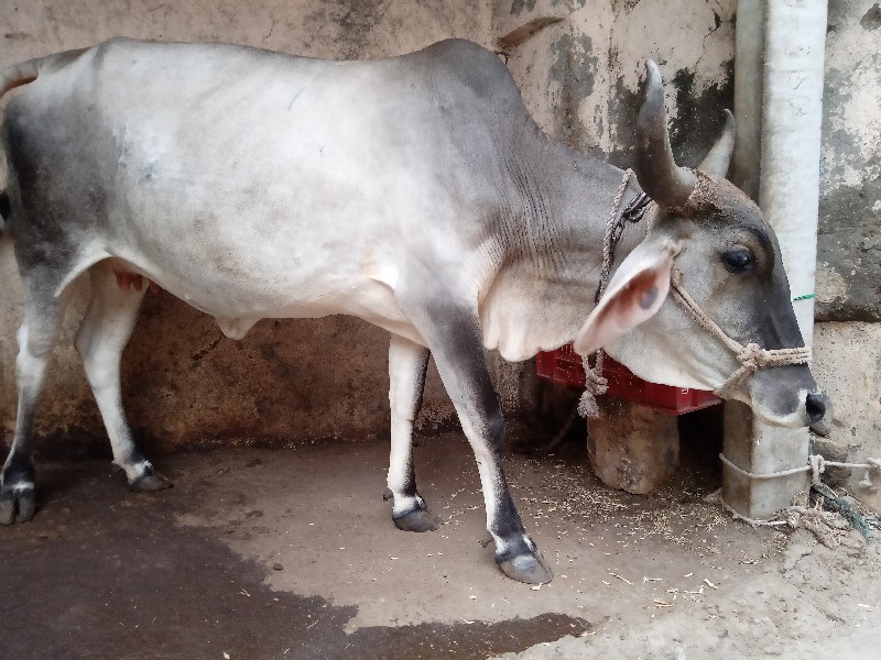 રેલ તુ ઓળખું વે...