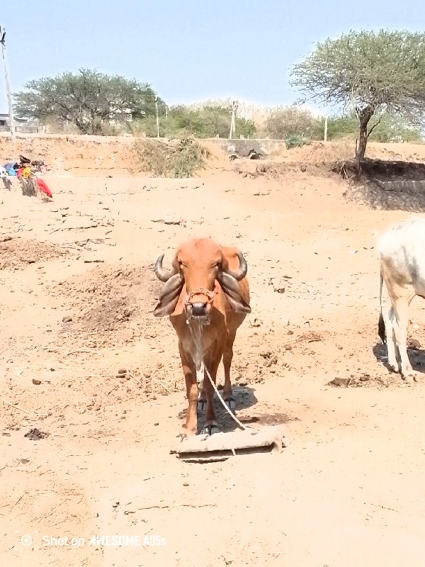 બળદ વેચવાનો છે