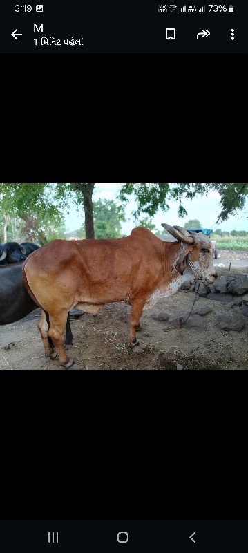 બળદ  વેશવાનાશે...