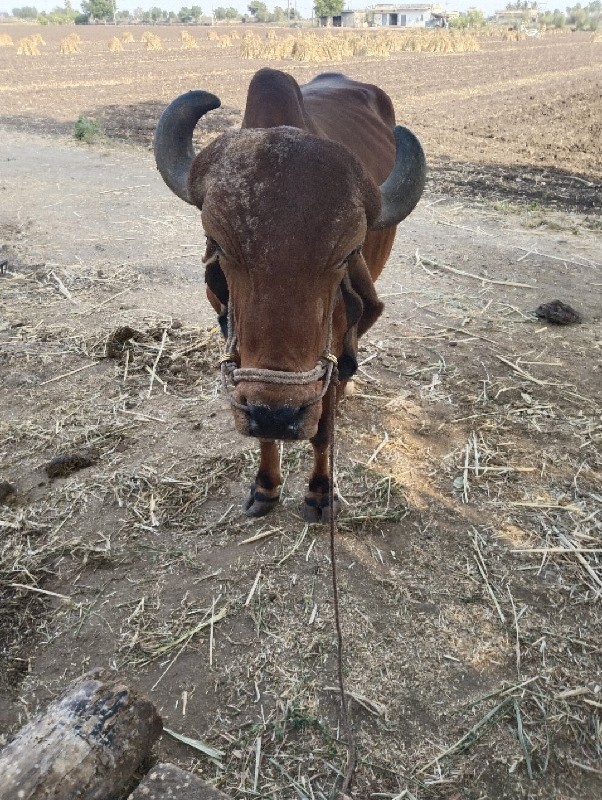 બળદ વેચવાના છે