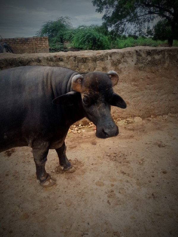 પાડો વેચવાનો છે