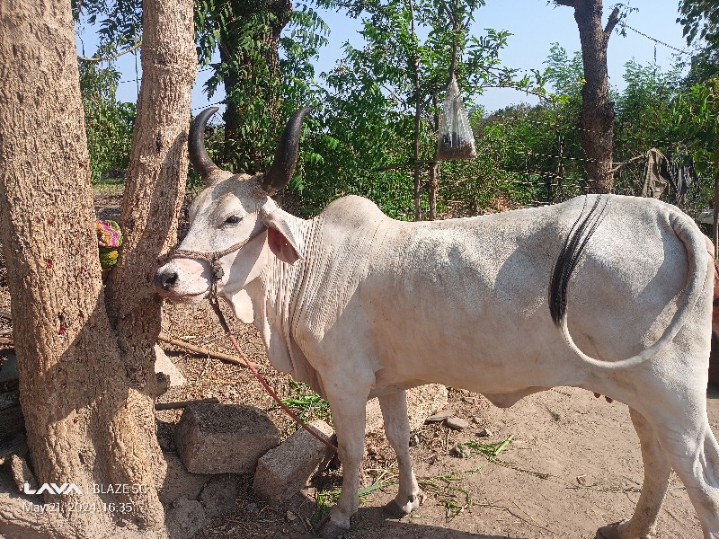 ગાય વેચવાની છે