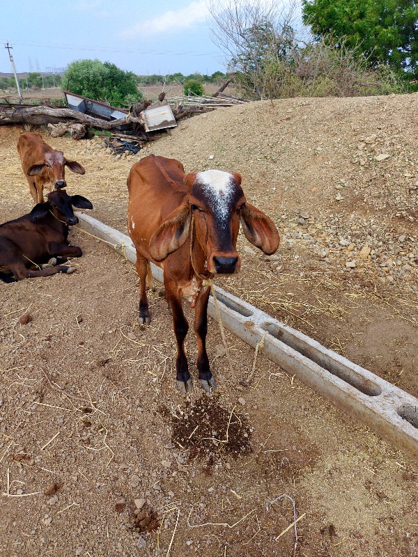 વાછડી ઓ