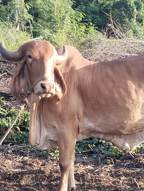 શુધ્ધ સુવર્ણ કપ...