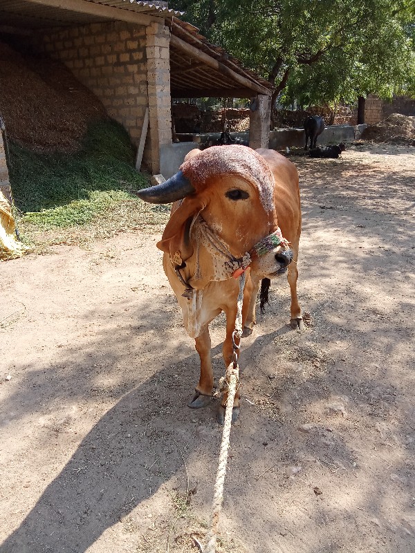 ગીર હોડકી વેચવા...